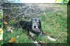 wolf_pic.jpg (72131 bytes)